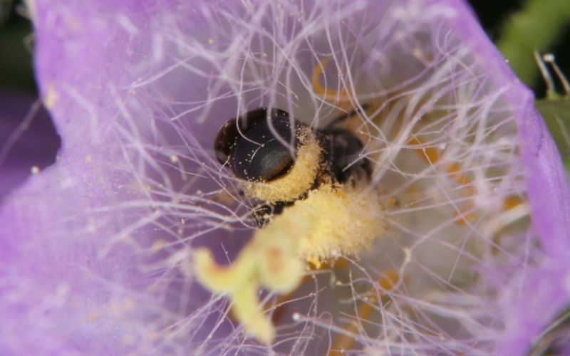 Scherenbienen, hier <i>Osmia rapunculi</i>, sind Bauchsammlerin